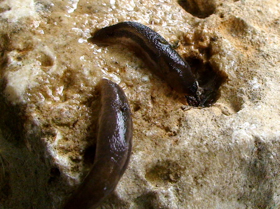 Limax dal Cilento (SA) M. Gelbison 1700 m